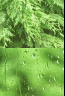 Rain on my windows 1 (Dynamic)